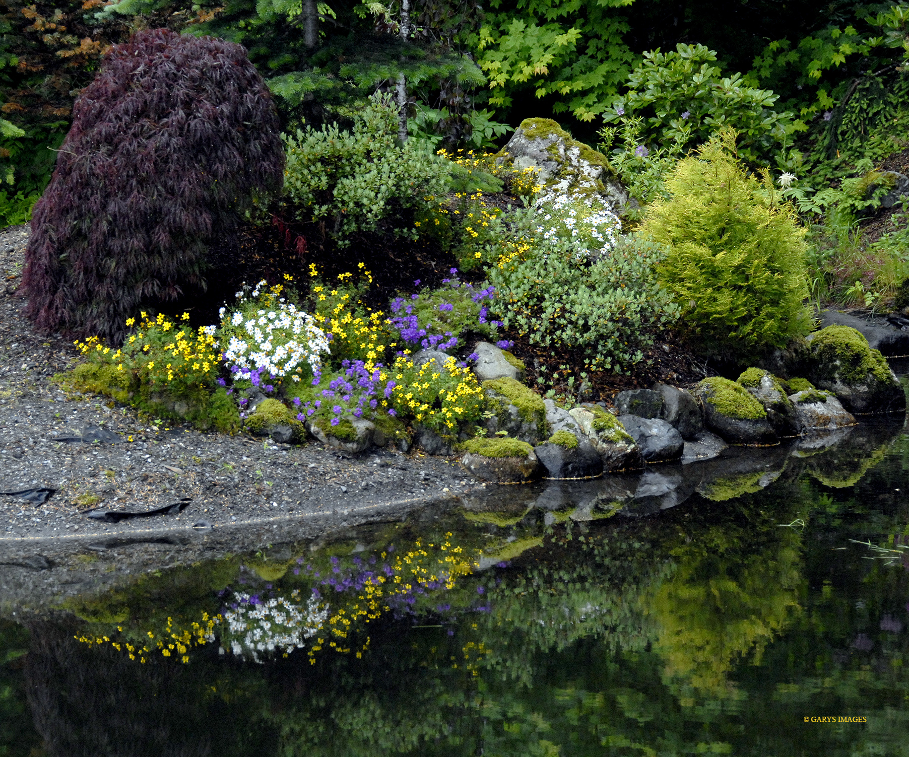 What Are Pond Flowers Called